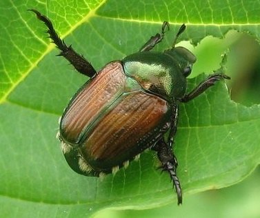 Japanese beetle eating a leaf.