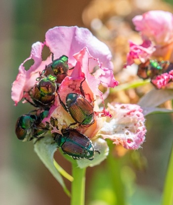 Japanese beetles eating a flower.