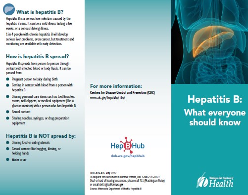 Trifold Hep B education pamphlet