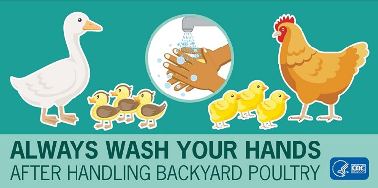 Ducks and chickens on green background- wash your hands