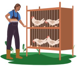 Woman collecting eggs from caged chickens