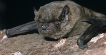 Grey bat with dark wings