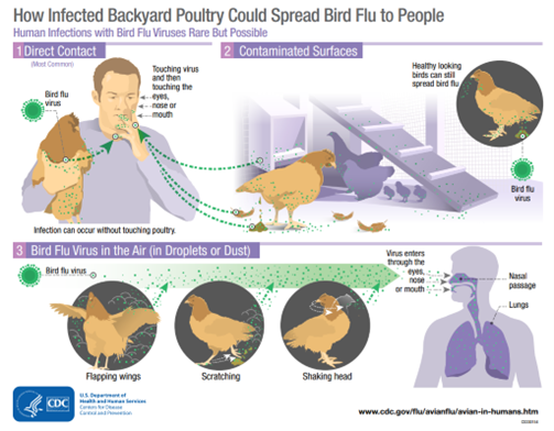 How bird flu spreads from poultry to people