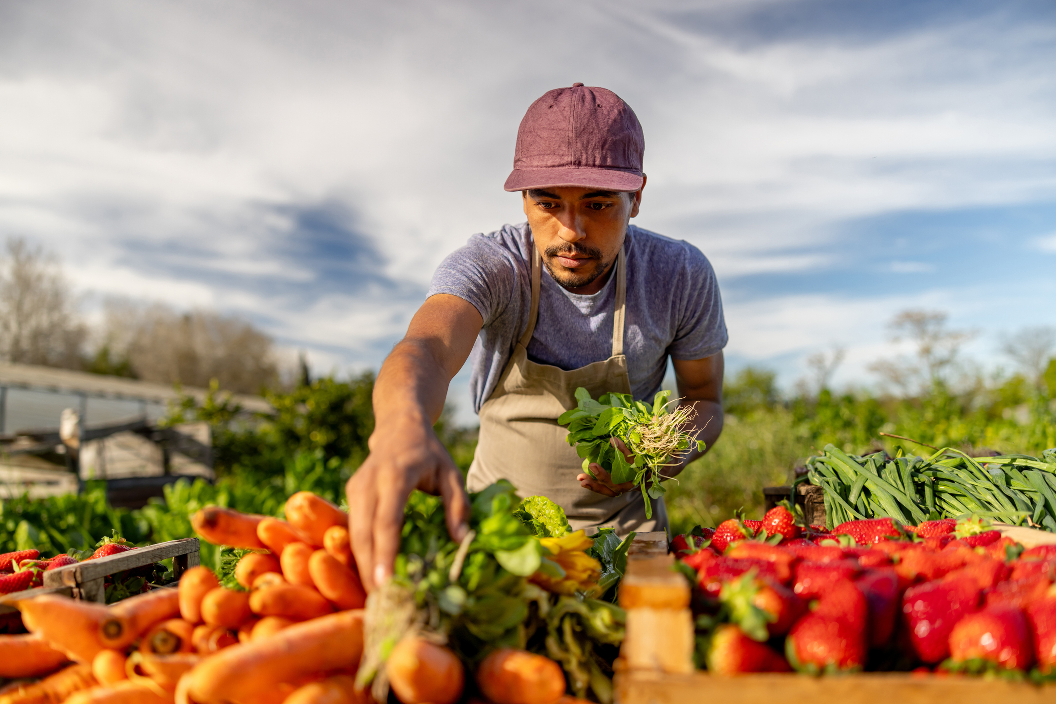Farmworker sorting produce