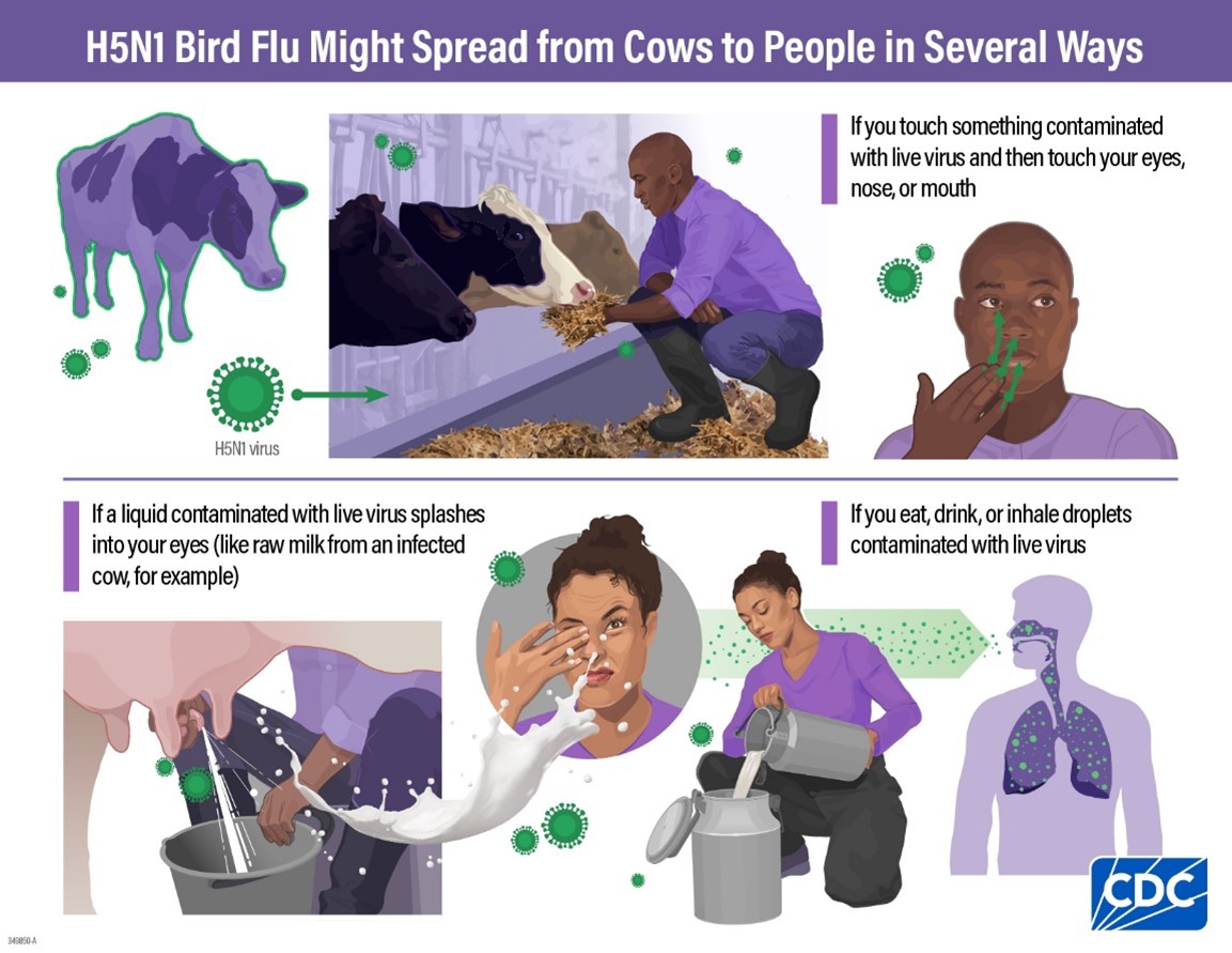 H5N1 Bird Flu Potential Transmission Route