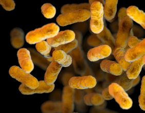 Bordetella