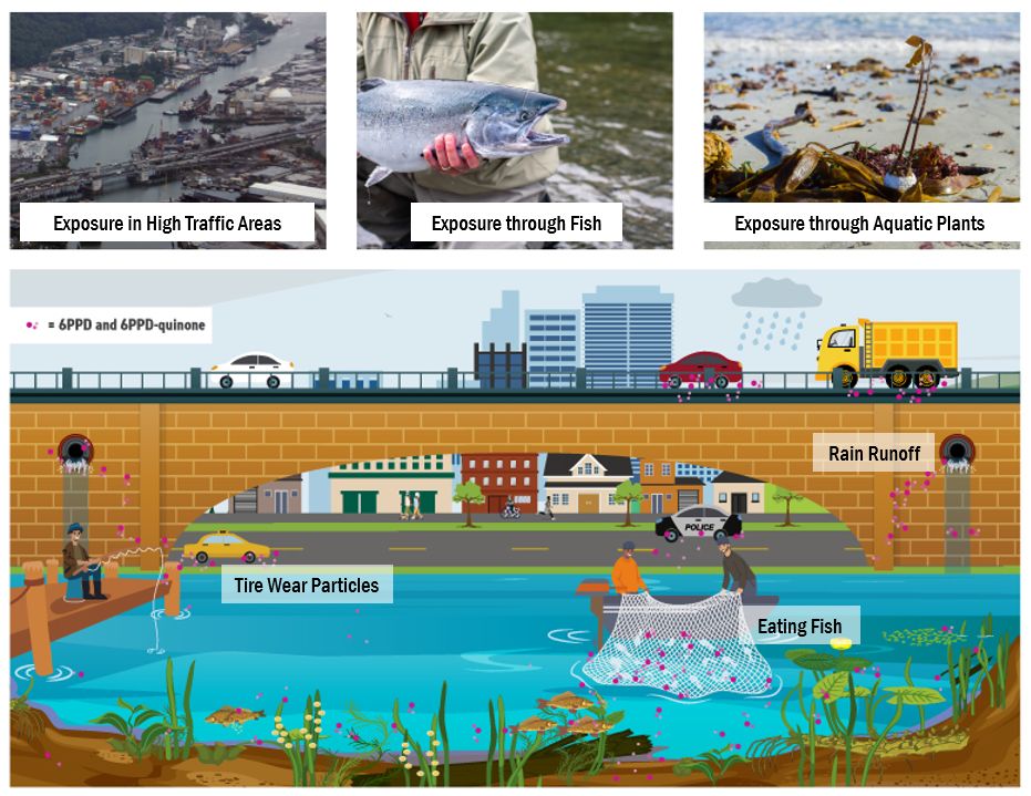 Exposure to 6PPD and 6PPD-quinone from Waterways and fish