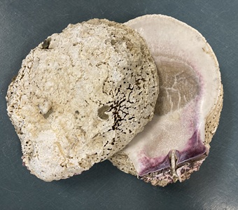 Rock scallop.
