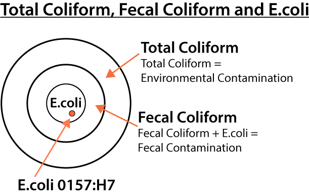 Image of the relationship between Total Coliform, Fecal Coliform and E.coli
