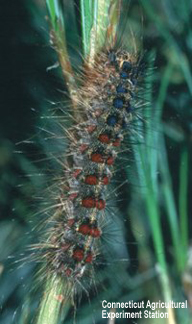 Spongy moth caterpillar