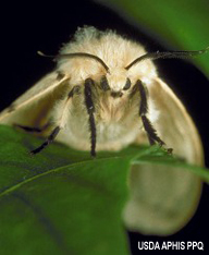 Adult spongy moth