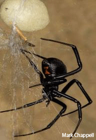 Black Widow Spider.