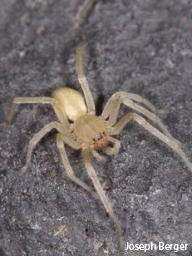 Yellow Sac Spider