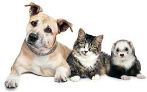 Dog, cat, and ferret