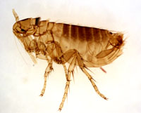 Closeup of a flea under a microscope.