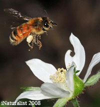 Bee collecting pollen from flower.