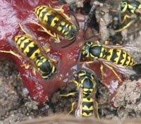 Wasps feeding on a piece of meat.