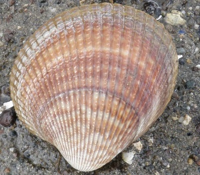 Clam Identification and Facts (From Cockles to Lucines) - Owlcation