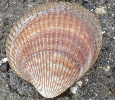 Cockle clam.