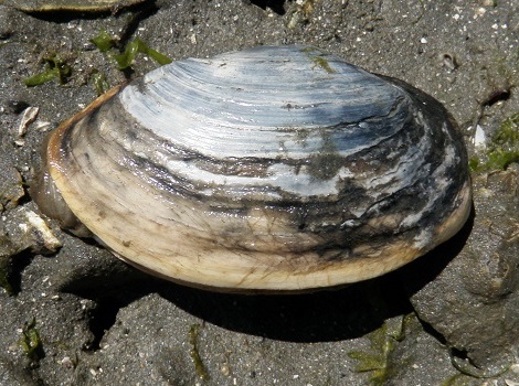 Eastern softshell clam.