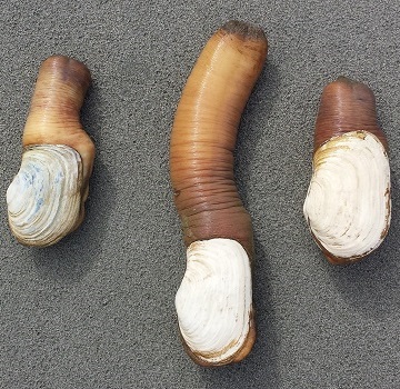 Geoducks.