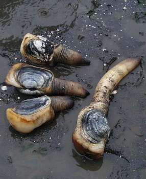 Clam Identification and Facts (From Cockles to Lucines) - Owlcation