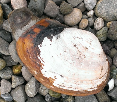 Horse clam.