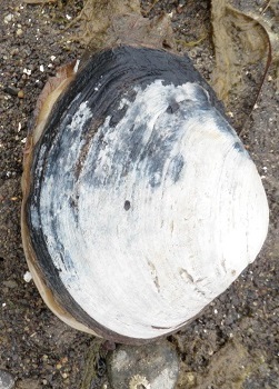 Horse clam.