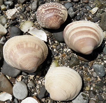 Native littleneck clams.