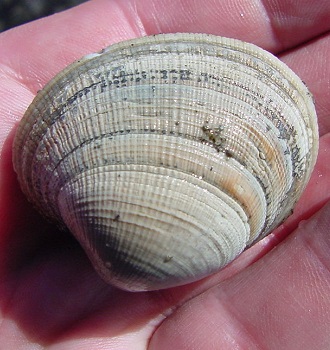 Native littleneck clam.
