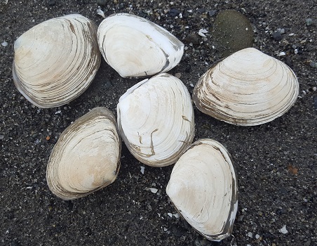 Macoma clams.