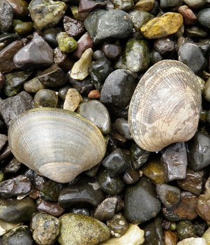 Butter clam  Washington Department of Fish & Wildlife