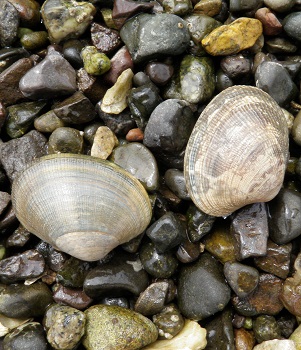 Manila littleneck clams.