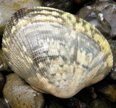 Manila littleneck clam.