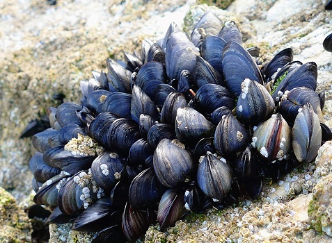 Mussels.