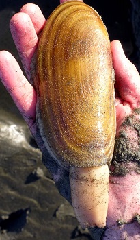 Razor clam.