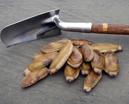 Razor clams.