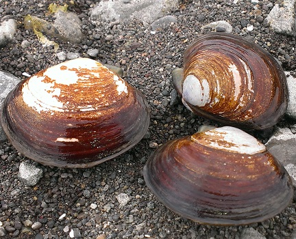 Butter Clams - Coastal Interpretive Center