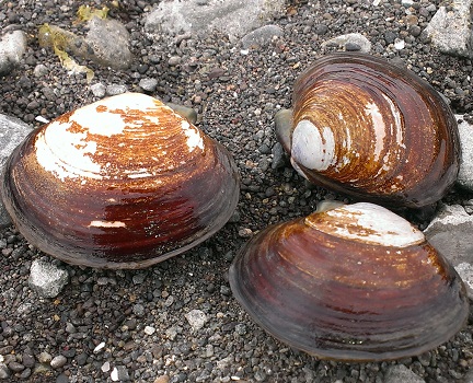Varnish clams.
