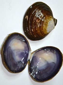 Inside and outside of varnish clam.