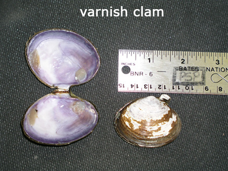 Inside and outside view of a varnish clam.