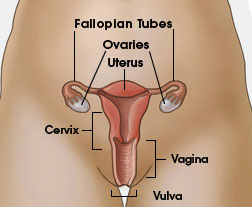 Picture of a mothers cervical.