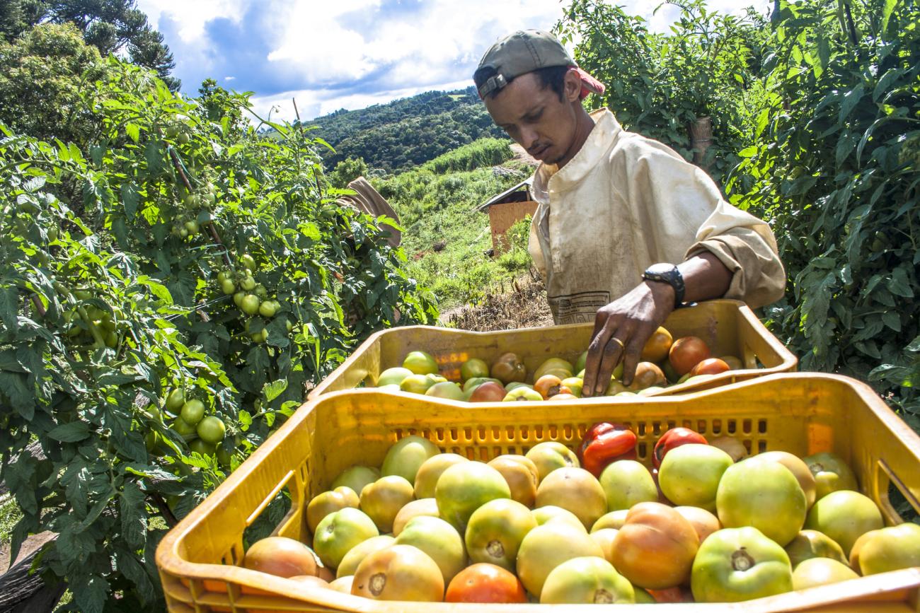 Worker in a field picking fruit