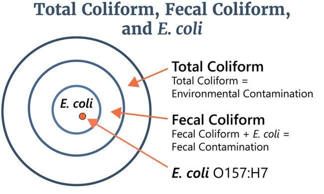 Image of the relationship between Total Coliform, Fecal Coliform and E.coli.
