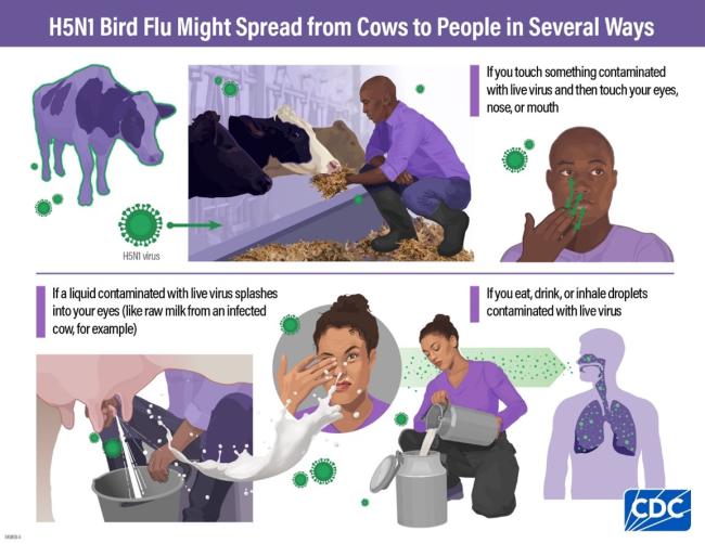 H5N1 Bird Flu Potential Transmission Route