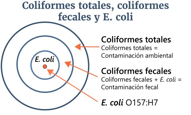 Coliformes totales, coliformes fecales y E. coli.