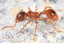 Image of an European Fire Ant
